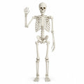 Halloween Skeleton Poseable Prop Z8905