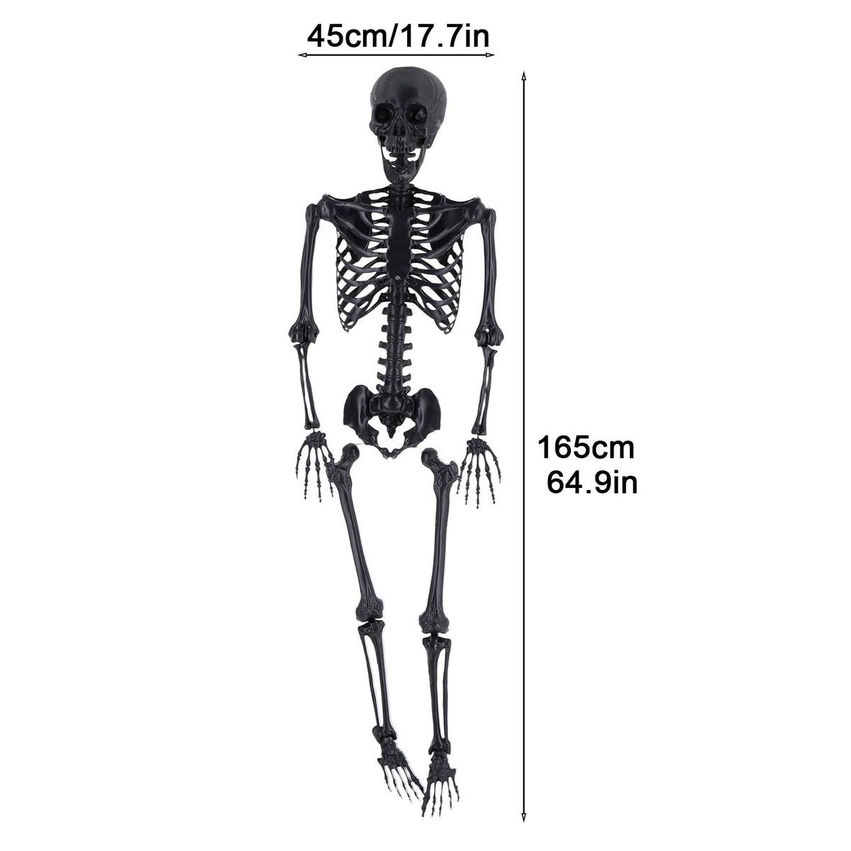 Life Size Posable Plastic Skeleton V2386