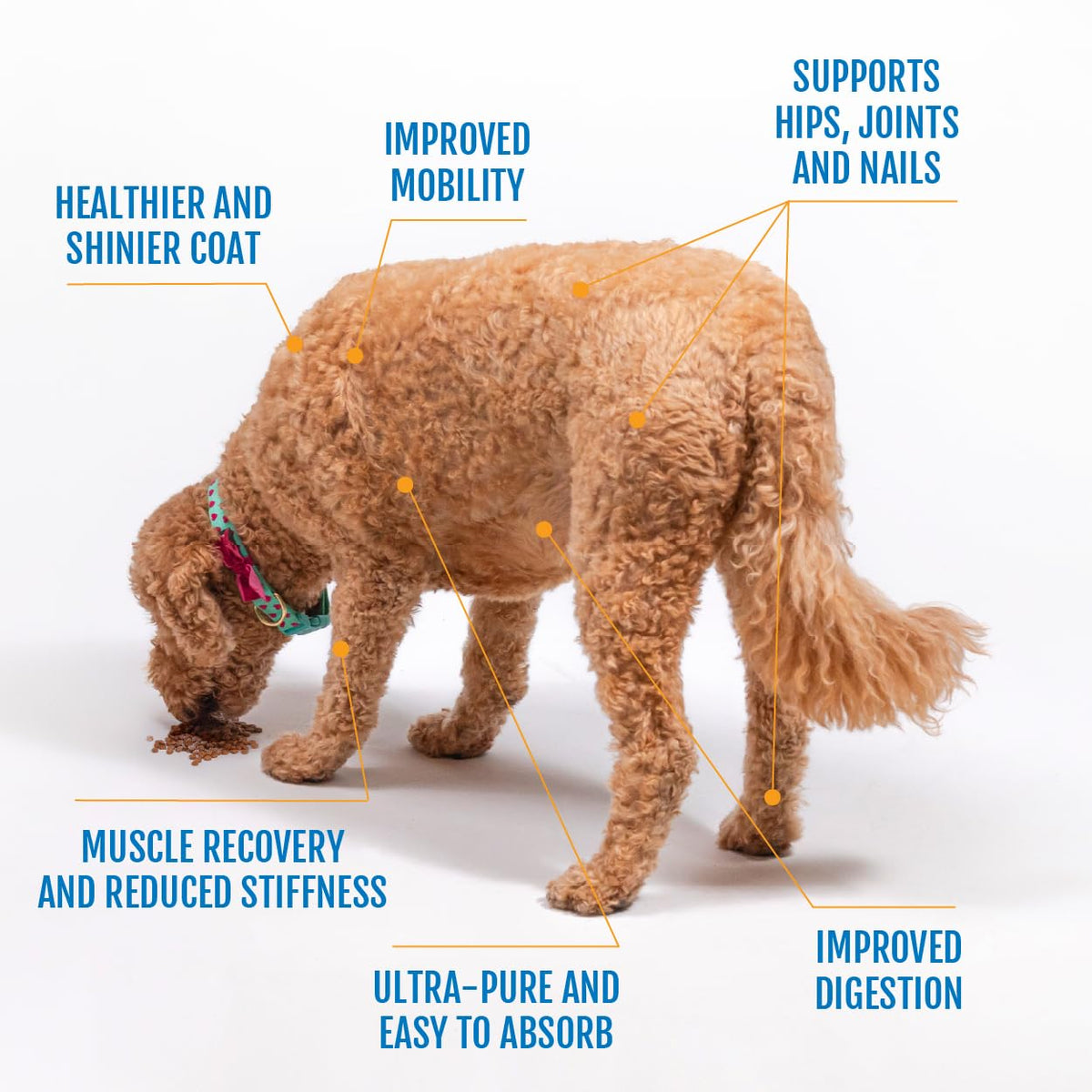Eggshell Membrane Collagen Powder for Dogs I1601