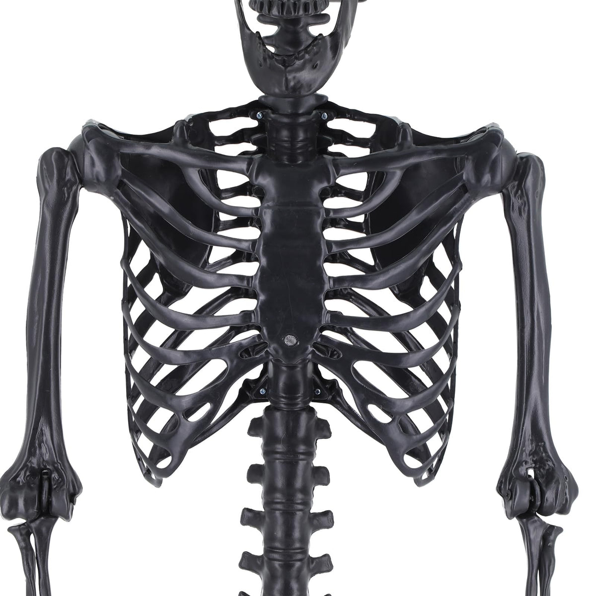 Life Size Posable Plastic Skeleton V2386