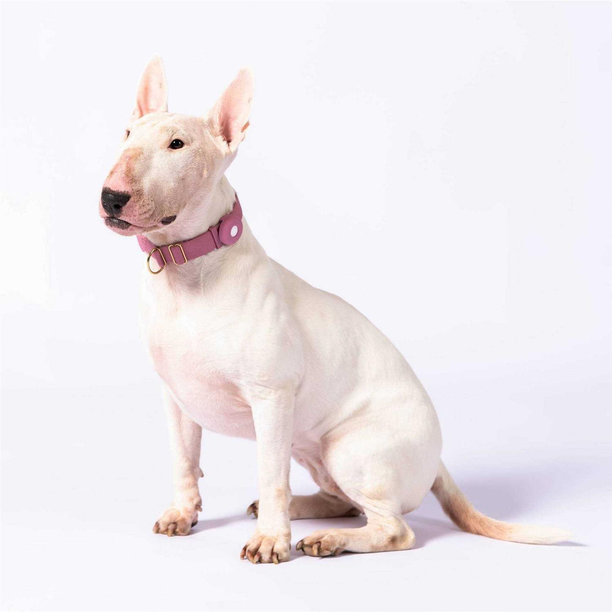 Standard Dog Collar R2379