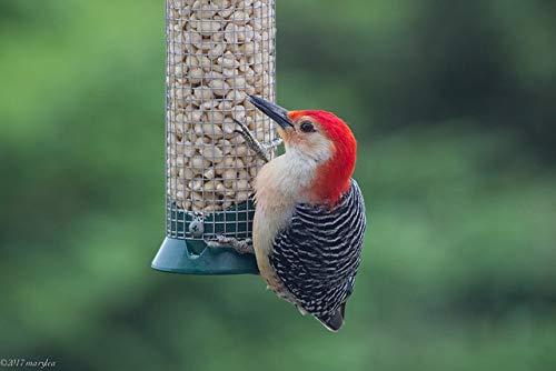 Raw Peanuts for Birds & Squirrels 10lbs Z68873